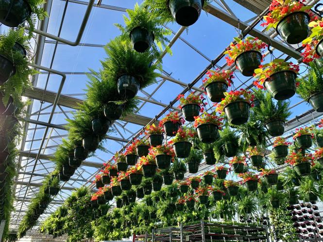 Hanging plants galore hanging from the ceiling at Greenstreet Gardens.