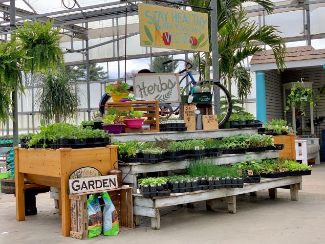 An herb display at Greenstreet Gardens