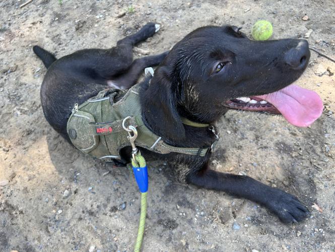 Black dog lays in sand