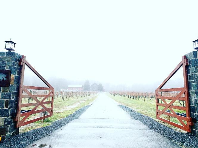 An open gate to the road leading into great Frogs Winery through the mist.
