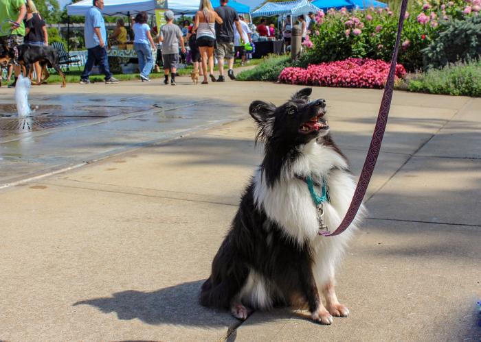 dog @ Klehm