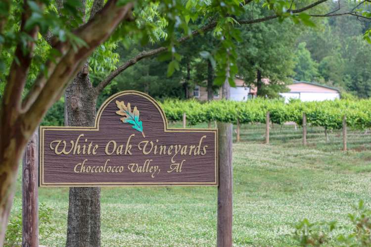 A wooden sign reading "White Oak Vineyards Choccolocco Valley, AL" in front of a row of grape vines