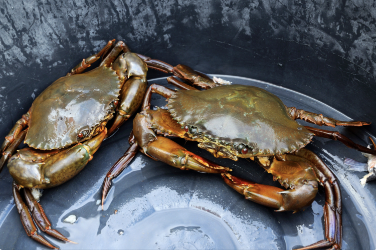 crabbing