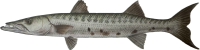 Barracuda