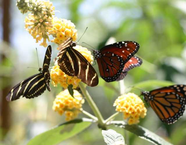 Albuquerque Vacation Information Hotels Restaurants Events