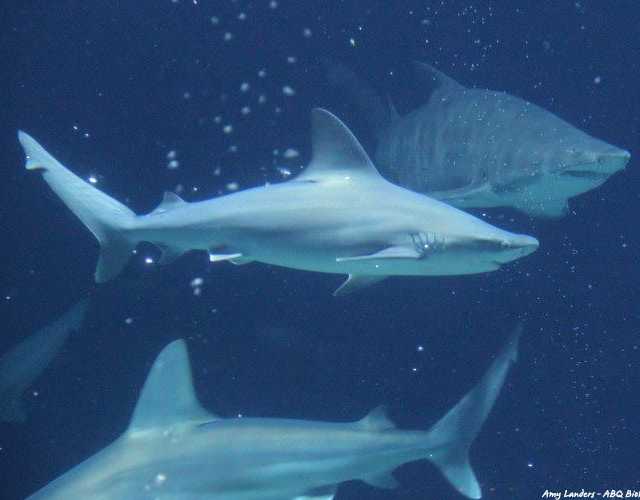 Abq Biopark Aquarium Welcomes Two New Sharks To The Shark Tank