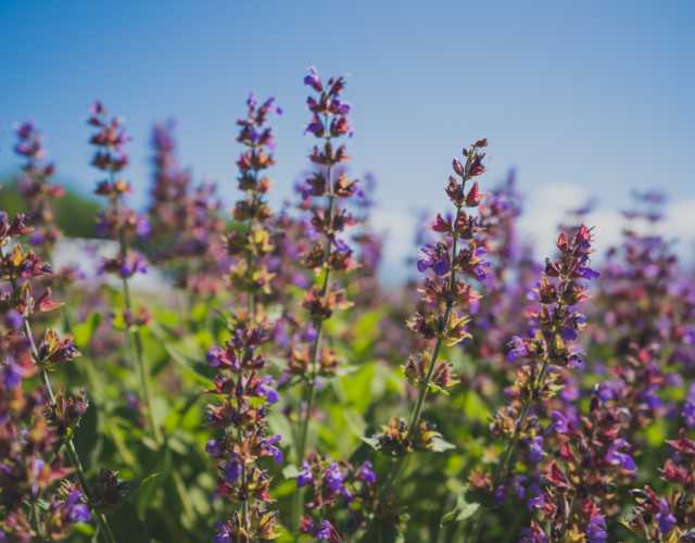 5 Plants You Ll See Everywhere In Albuquerque