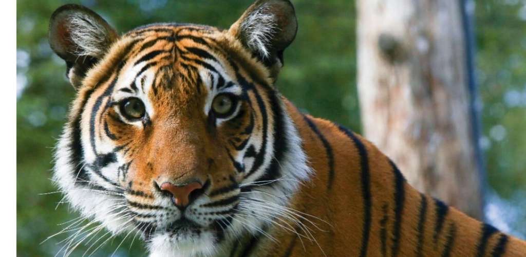 Visit Knoxville Zoo Lovers Day Visit Knoxville Zoo Lovers Day