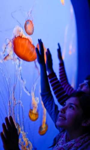 Montery aquarium jelly fish webcam