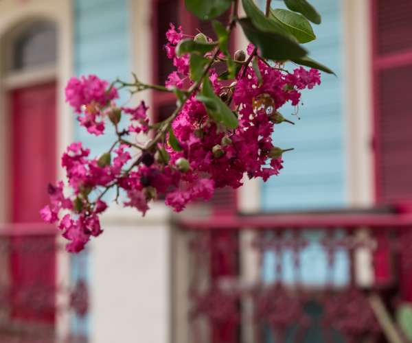 Your Guide to Finding the Most Beautiful New Orleans Flowers