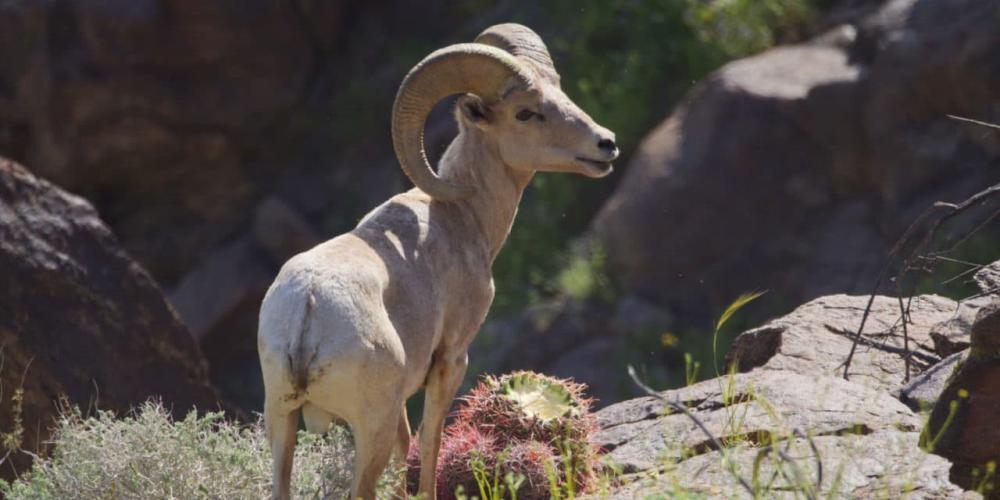 south lykken trail bighorn-sheep-credit-Rob-Bignell