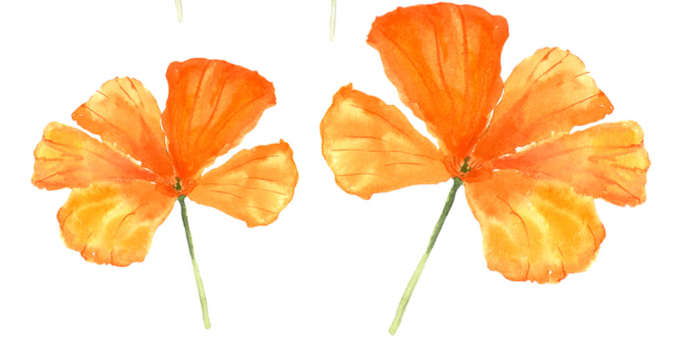 Orange California poppies watercolor