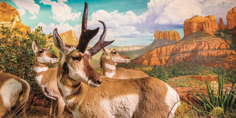 exhibits at Wonders of Wildlife National Museum