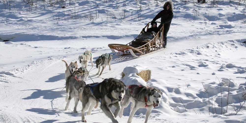 dogsledding