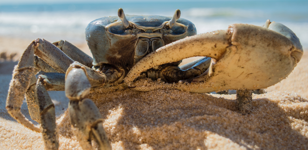 Don't Worry, Be Crabby  Go Crabbing in Port Aransas, Texas