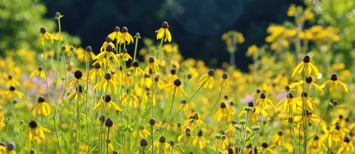 A close-up of a meadow covered in bright yellow flowers with dark centers, their slender green stems stretching toward the sky. Soft sunlight highlights the petals, while a dark, out-of-focus background contrasts with the vibrant foreground.