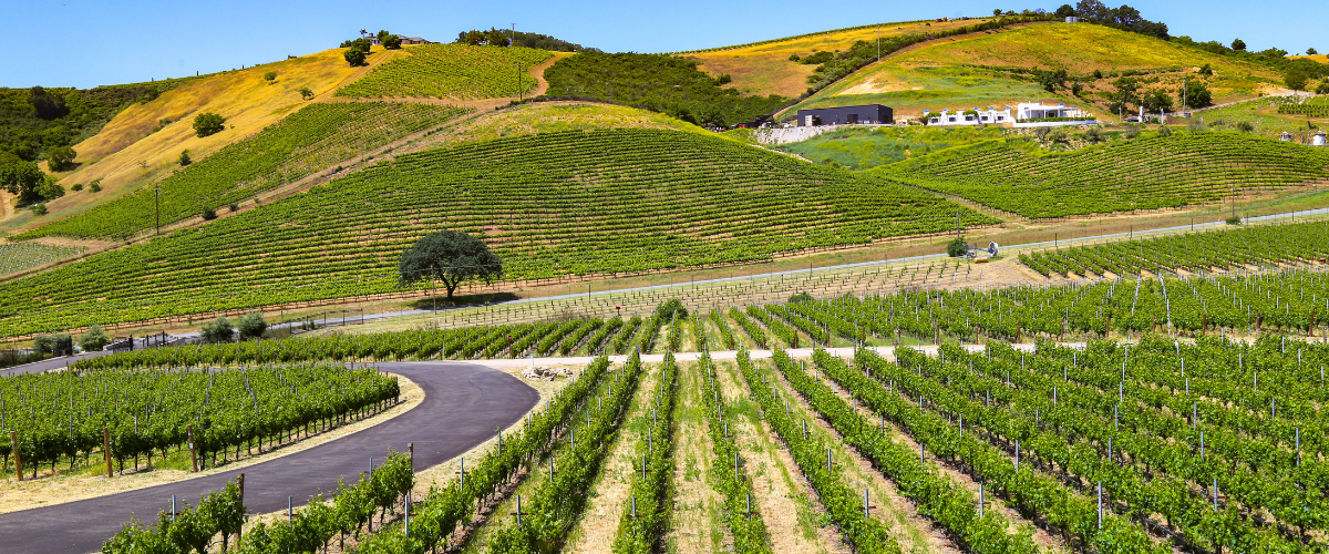 Napa