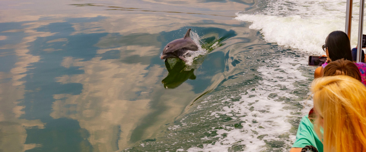 Tampa Spot Dolphins