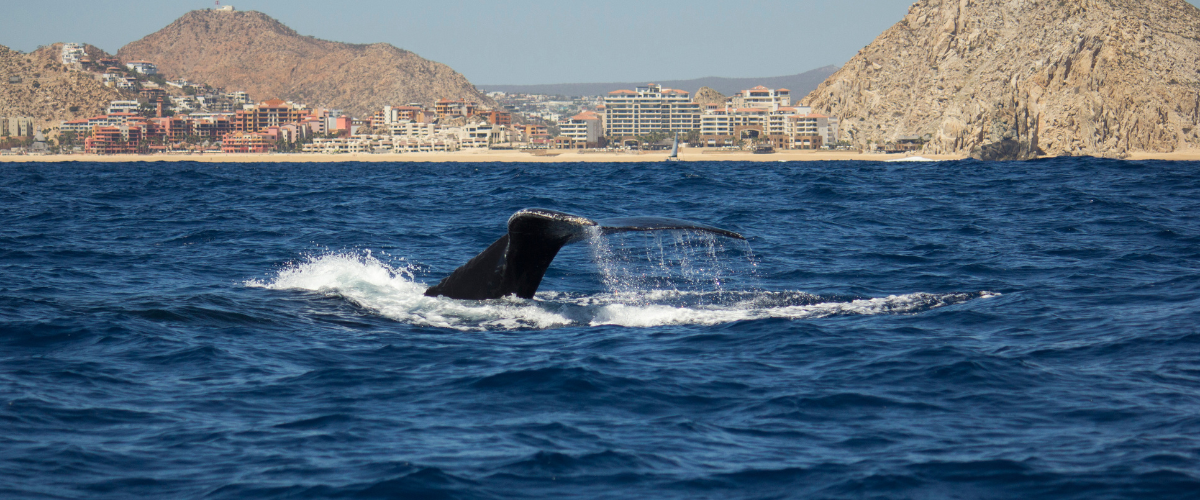 Whales Los Cabos