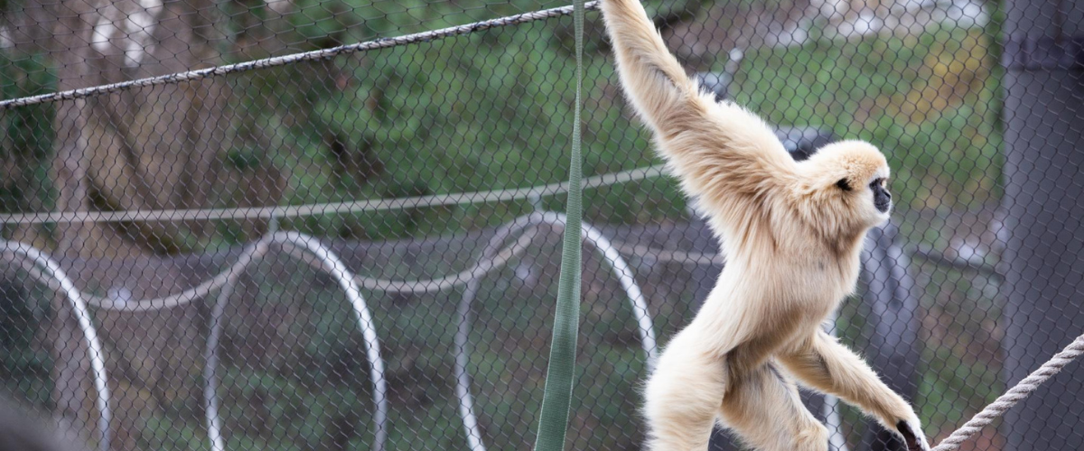 Zoo