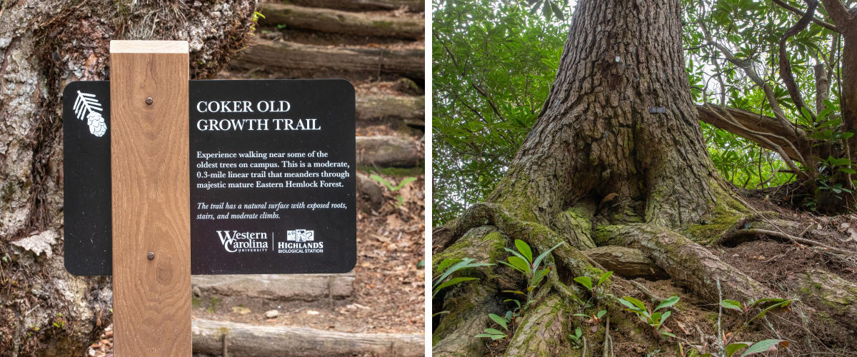 Coker Old Growth Highlands Biological Station