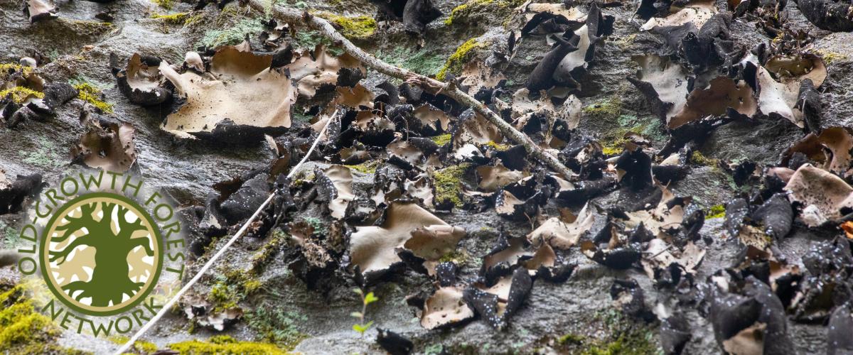 Old Growth Forest Network - Black Tripe Lichen