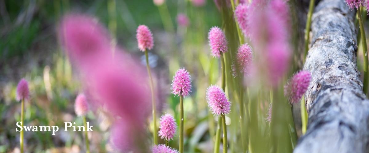 Swamp Pink