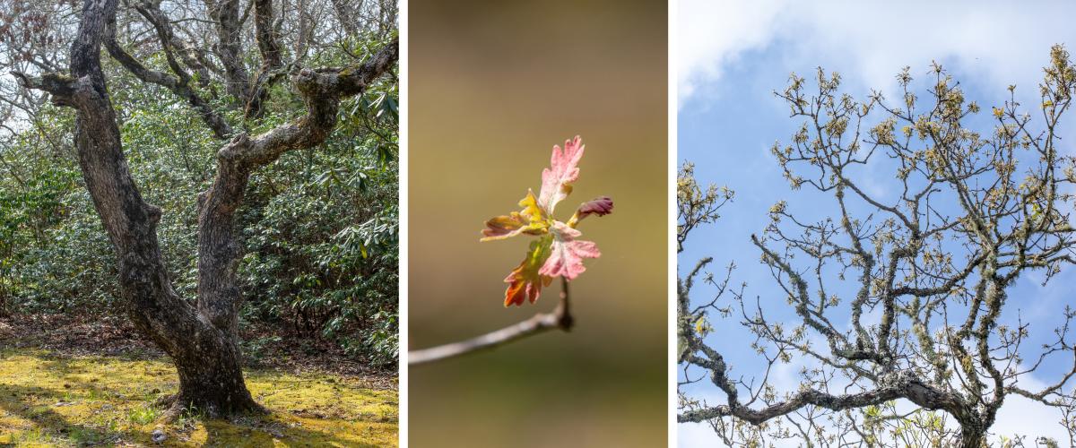 The Mountain RLC Old Growth Trees