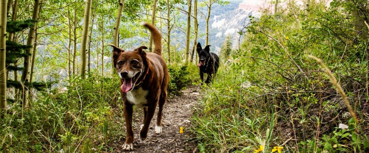 Pet Friendly Vacation - dogs on the trail
