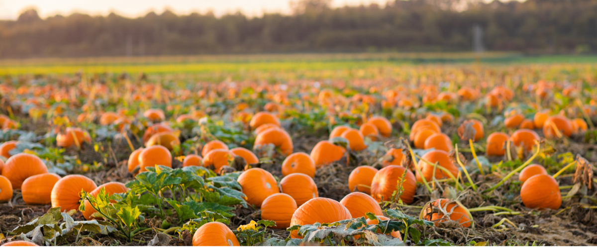 Pumpkin patch