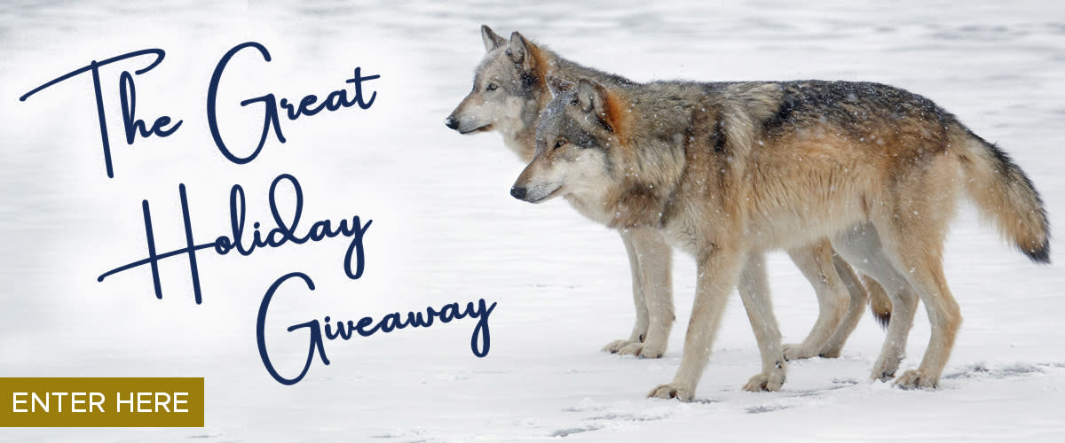 The Great Holiday Giveaway