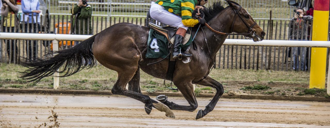 Jockey at Aiken Steeplechase