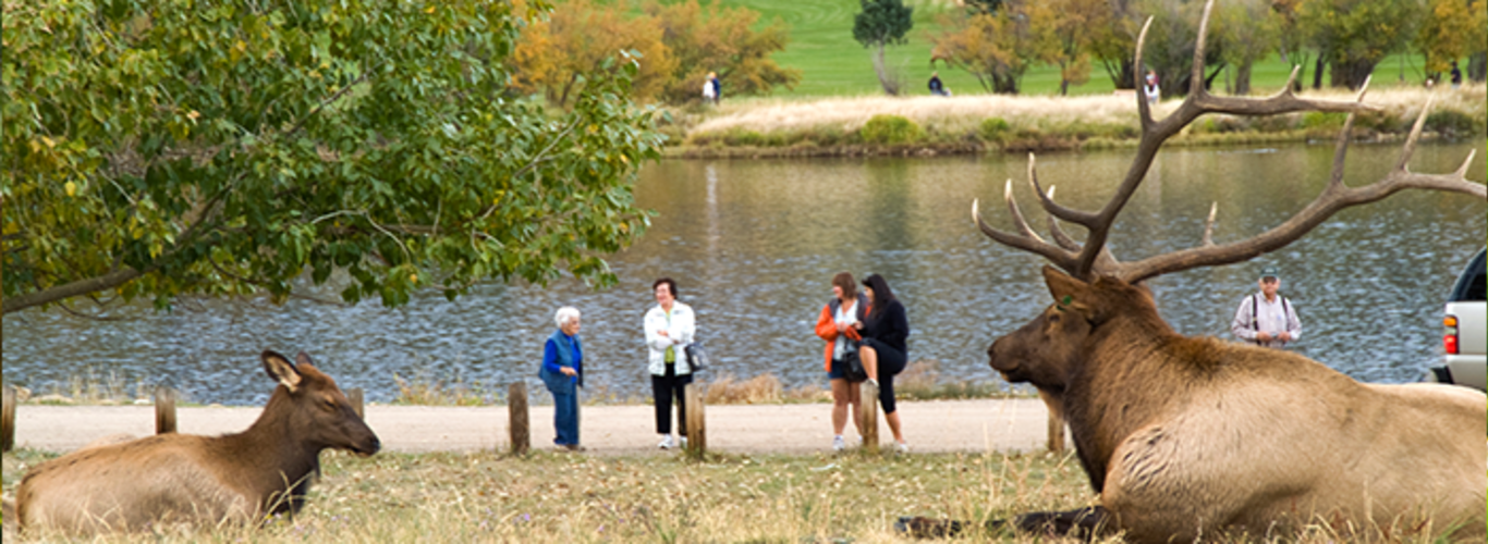 Estes Elk Watch