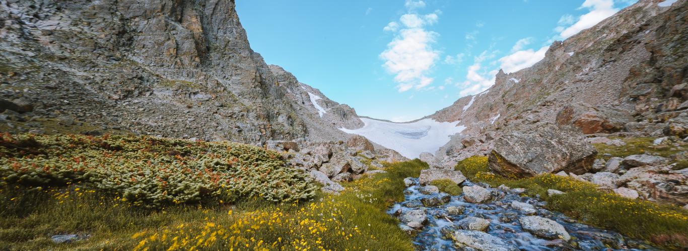 Western Tiger Salamanders at Lily Lake in Rocky Mountain National Park -  Rocky Mountain Day Hikes