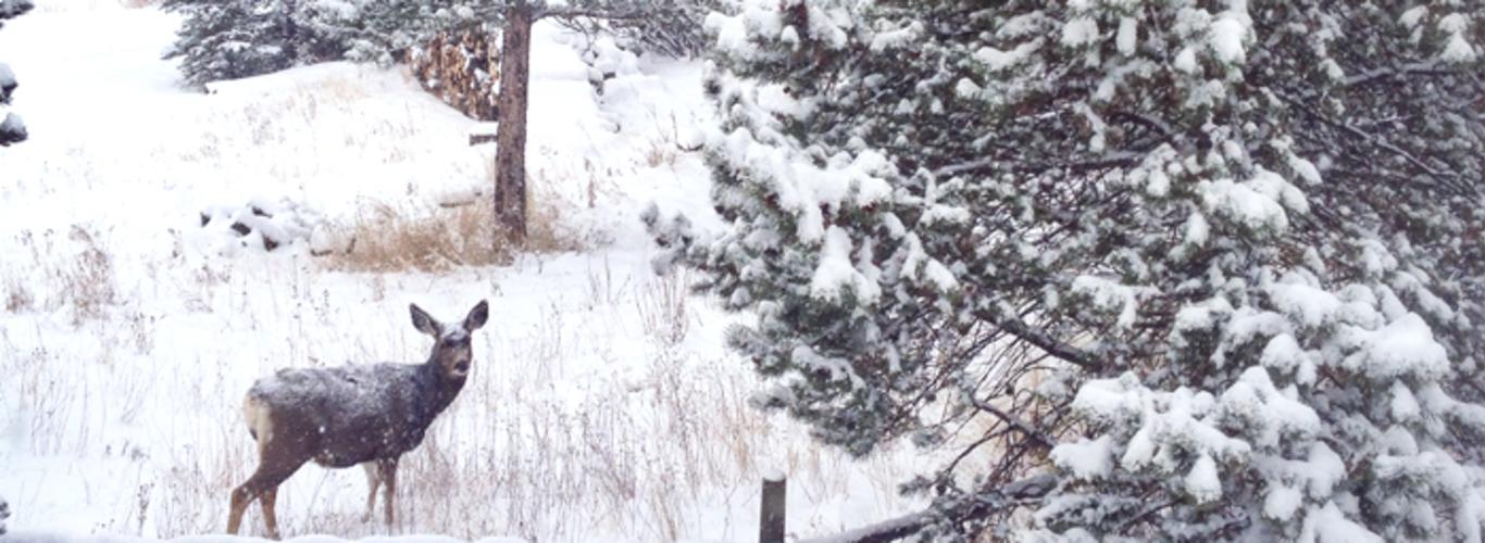 Tips For Winter Wildlife Watching