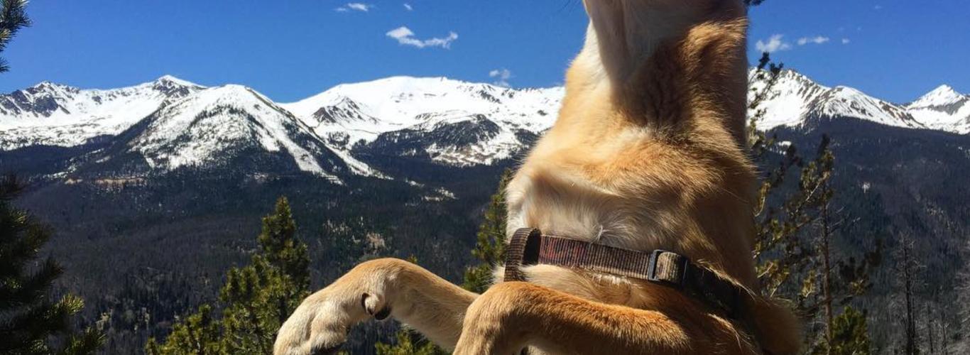 5 Best Trails To Hike With Your Dog In Estes Park