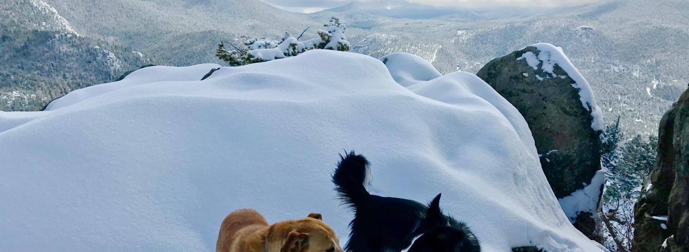 5 Dog Friendly Hikes In Estes Park