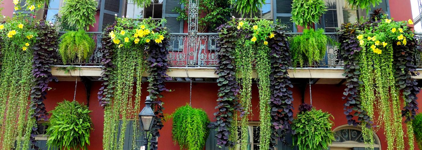 French Quarter Foliage