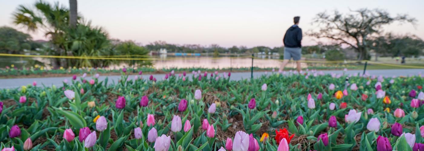 Big Lake at New Orleans City Park - Tulips at Sunset