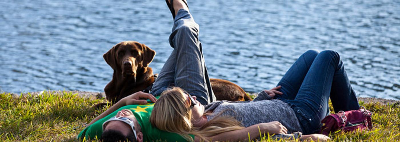Plan A Perfect Pet Friendly Vacation In Orlando Pet friendly vacation rentals in orlando: perfect pet friendly vacation in orlando