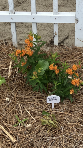EMS Access Lane Isle of Palms