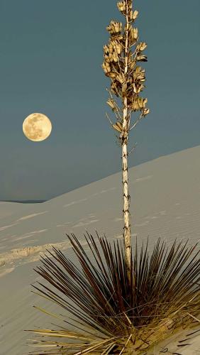 White Sands Full Moon Night