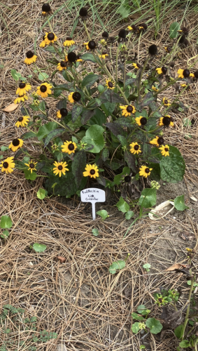 EMS Access Lane Isle of Palms