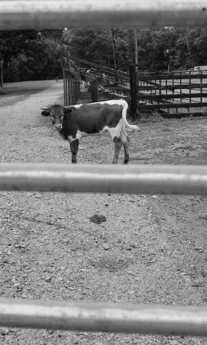 Blackhawk ranch fence/cattle