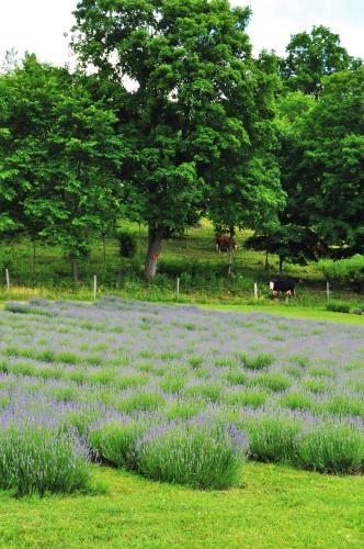 Rows of lavender at Lavenlair Farm with cows in the background