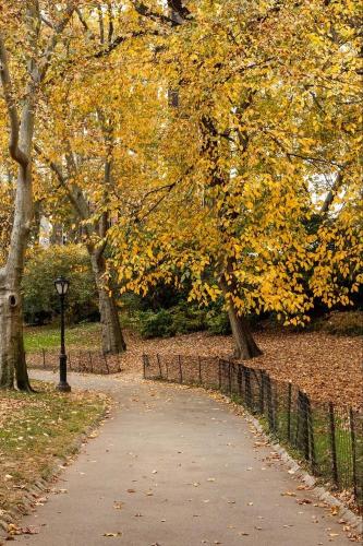 A winding paved pathway through Central Park lined with trees displaying golden yellow fall foliage, a classic lamppost, and an iron fence along the edge