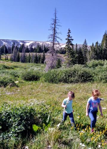 Snowy Range mountain meadow stroll