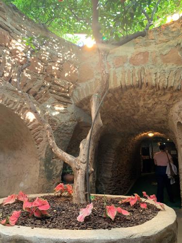 entrance tree forestiere friday