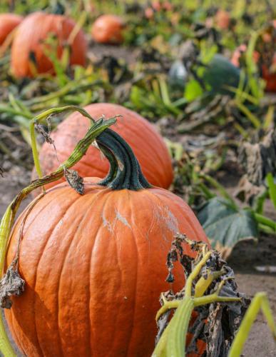 pumpkin patch