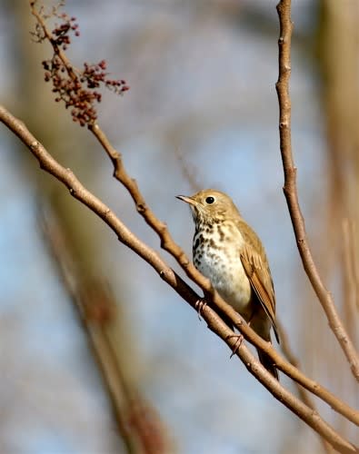 Birding in Greater Philadelphia